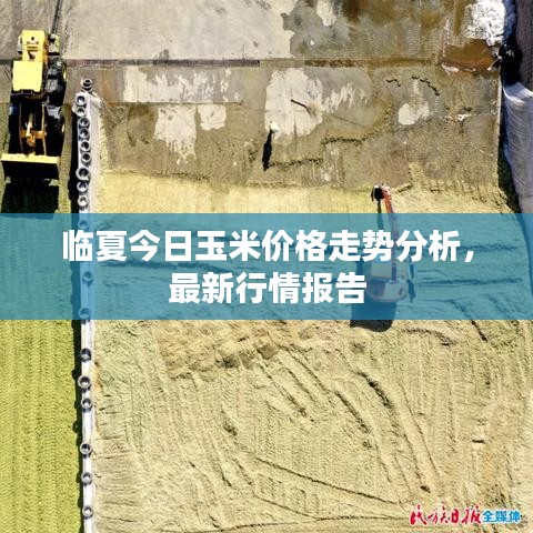 临夏今日玉米价格走势分析，最新行情报告