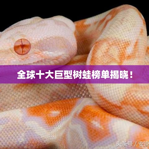 全球十大巨型树蛙榜单揭晓！