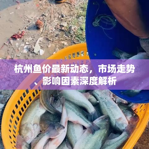 杭州鱼价最新动态，市场走势、影响因素深度解析