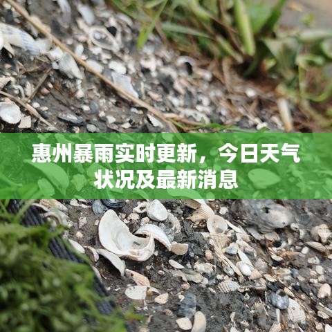 惠州暴雨实时更新，今日天气状况及最新消息