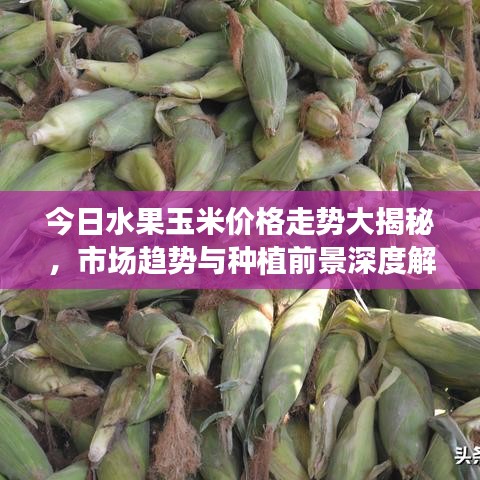 今日水果玉米价格走势大揭秘，市场趋势与种植前景深度解析