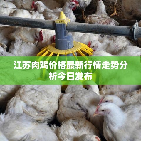 江苏肉鸡价格最新行情走势分析今日发布