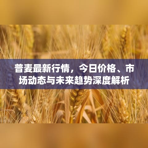 普麦最新行情，今日价格、市场动态与未来趋势深度解析