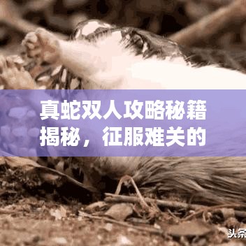 真蛇双人攻略秘籍揭秘，征服难关的必胜法则！