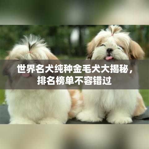 世界名犬纯种金毛犬大揭秘，排名榜单不容错过