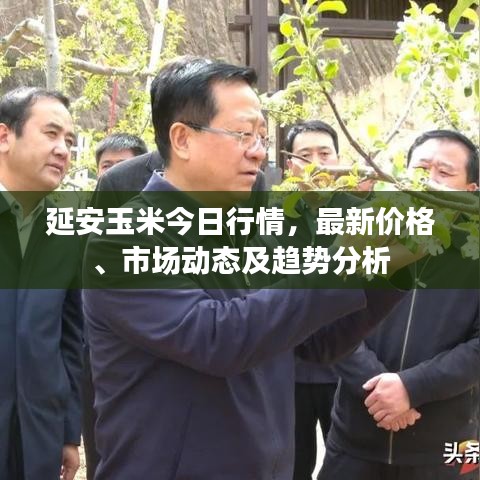 延安玉米今日行情，最新价格、市场动态及趋势分析