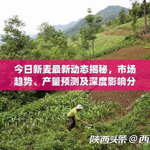 今日新麦最新动态揭秘，市场趋势、产量预测及深度影响分析