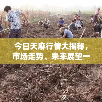 今日天麻行情大揭秘，市场走势、未来展望一网打尽！