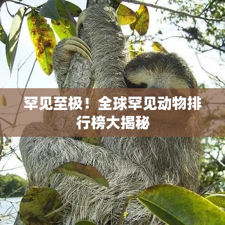 罕见至极！全球罕见动物排行榜大揭秘