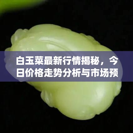 白玉菜最新行情揭秘，今日价格走势分析与市场预测