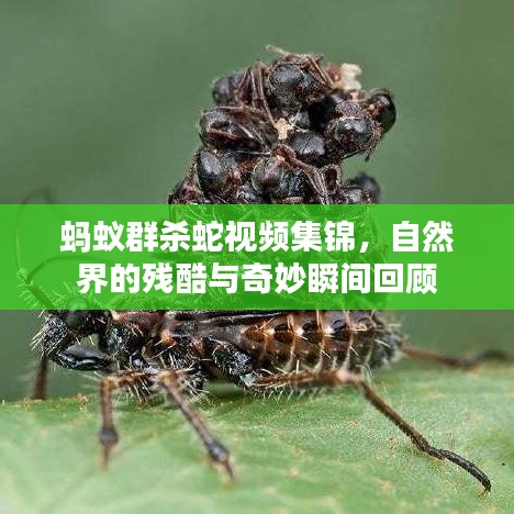 蚂蚁群杀蛇视频集锦，自然界的残酷与奇妙瞬间回顾