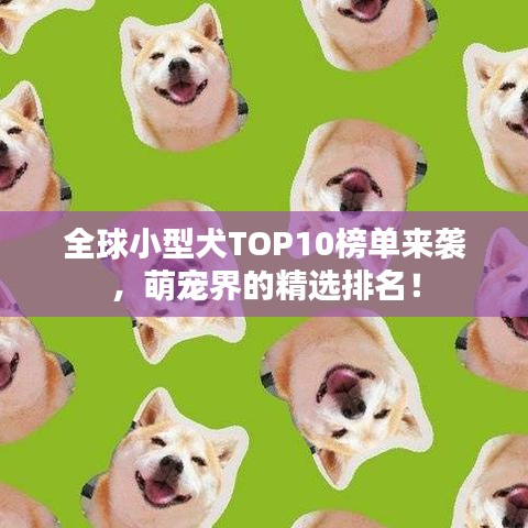 全球小型犬TOP10榜单来袭，萌宠界的精选排名！
