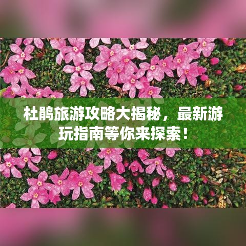 杜鹃旅游攻略大揭秘，最新游玩指南等你来探索！
