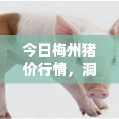 今日梅州猪价行情，洞悉市场动态，掌握行业趋势
