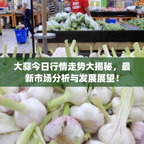 大蒜今日行情走势大揭秘，最新市场分析与发展展望！
