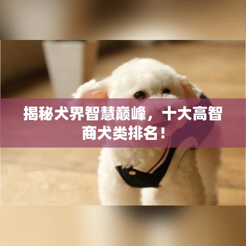 揭秘犬界智慧巅峰，十大高智商犬类排名！