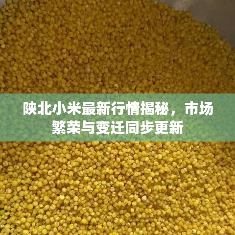 陕北小米最新行情揭秘，市场繁荣与变迁同步更新