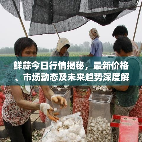 鲜蒜今日行情揭秘，最新价格、市场动态及未来趋势深度解析