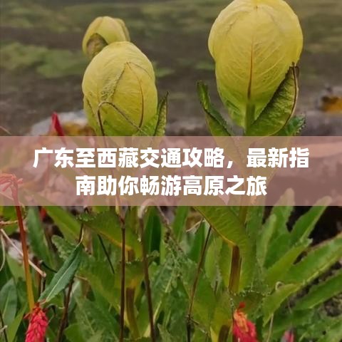 广东至西藏交通攻略，最新指南助你畅游高原之旅