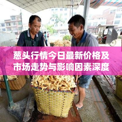 葱头行情今日最新价格及市场走势与影响因素深度解析