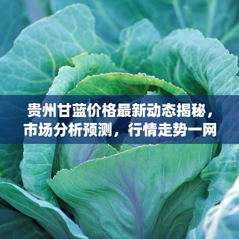 贵州甘蓝价格最新动态揭秘，市场分析预测，行情走势一网打尽！