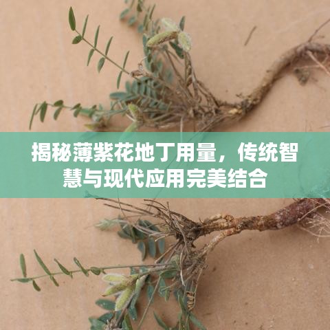 揭秘薄紫花地丁用量，传统智慧与现代应用完美结合