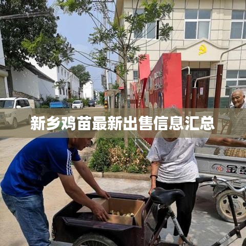 新乡鸡苗最新出售信息汇总