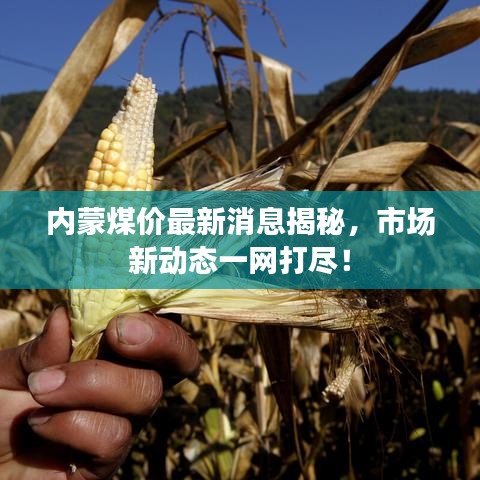 内蒙煤价最新消息揭秘，市场新动态一网打尽！
