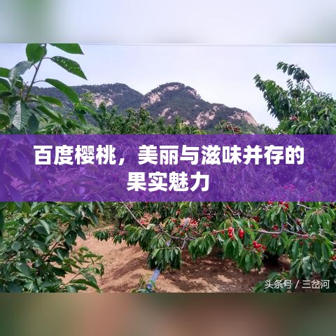 百度樱桃，美丽与滋味并存的果实魅力