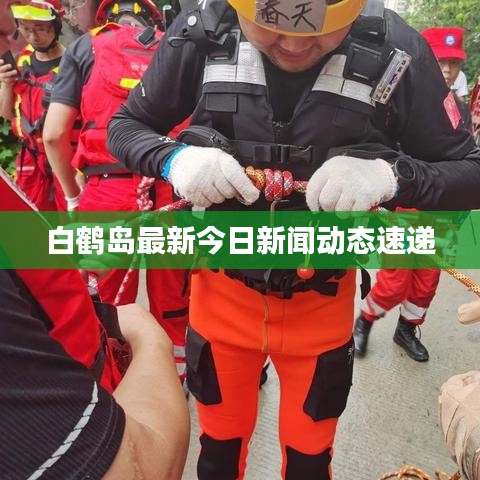 白鹤岛最新今日新闻动态速递