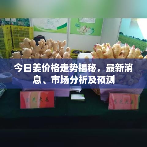 今日姜价格走势揭秘，最新消息、市场分析及预测