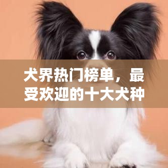 犬界热门榜单，最受欢迎的十大犬种盘点