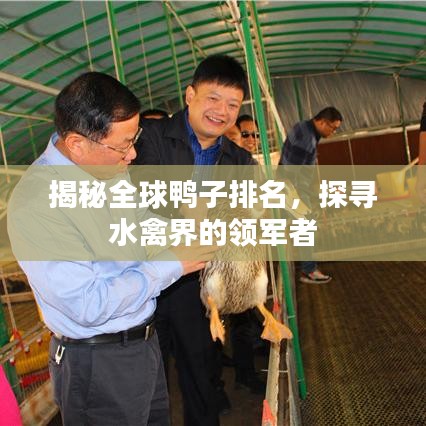 揭秘全球鸭子排名，探寻水禽界的领军者
