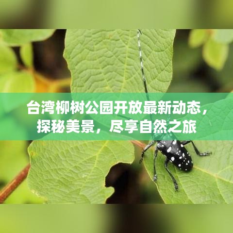 台湾柳树公园开放最新动态，探秘美景，尽享自然之旅