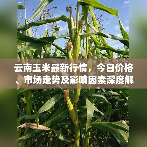云南玉米最新行情，今日价格、市场走势及影响因素深度解析