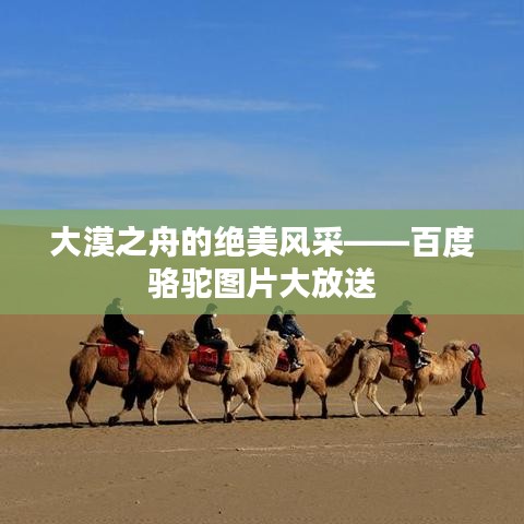 大漠之舟的绝美风采——百度骆驼图片大放送
