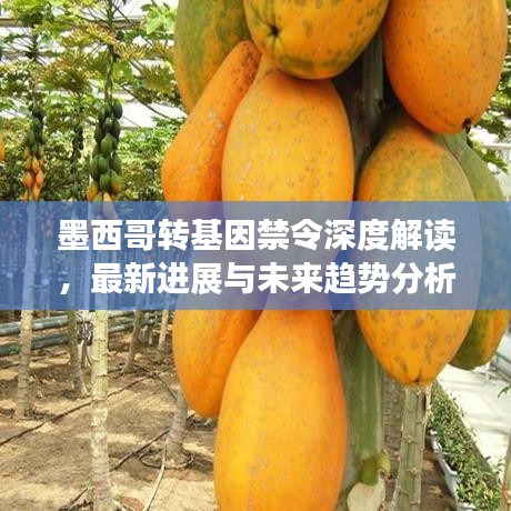 墨西哥转基因禁令深度解读，最新进展与未来趋势分析