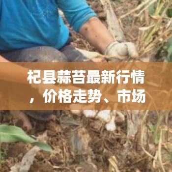 杞县蒜苔最新行情，价格走势、市场分析及影响因素探讨