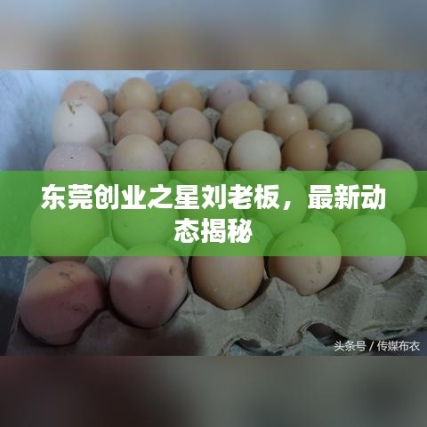 东莞创业之星刘老板，最新动态揭秘