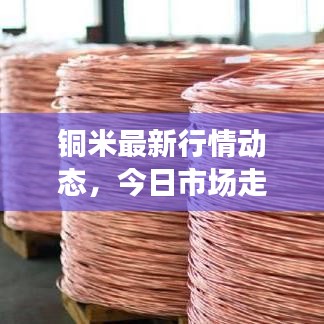 铜米最新行情动态，今日市场走势分析与未来展望