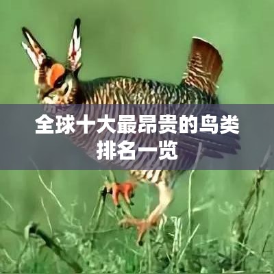 全球十大最昂贵的鸟类排名一览