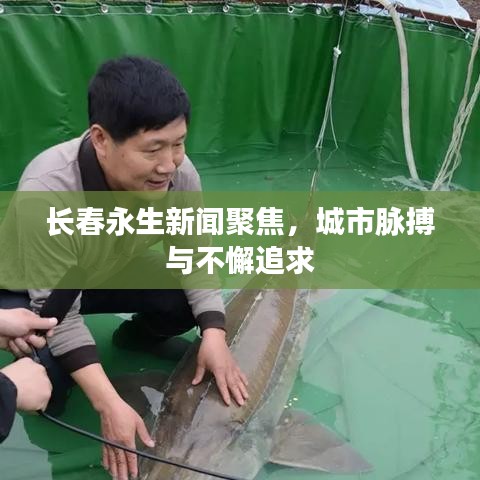 长春永生新闻聚焦，城市脉搏与不懈追求