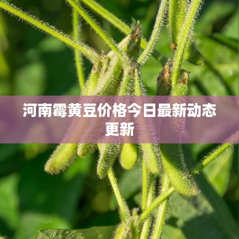 河南霉黄豆价格今日最新动态更新