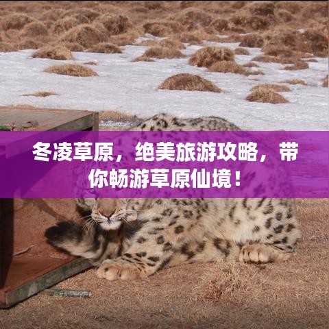 冬凌草原，绝美旅游攻略，带你畅游草原仙境！