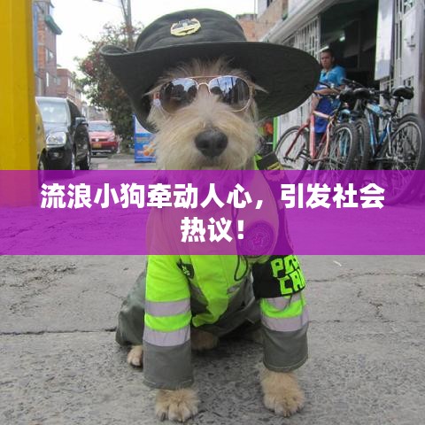 流浪小狗牵动人心，引发社会热议！
