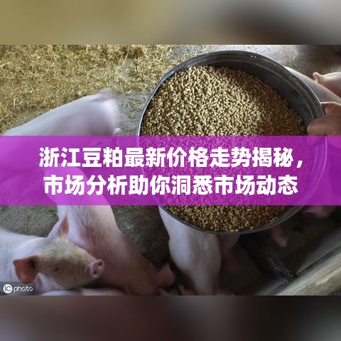 浙江豆粕最新价格走势揭秘，市场分析助你洞悉市场动态