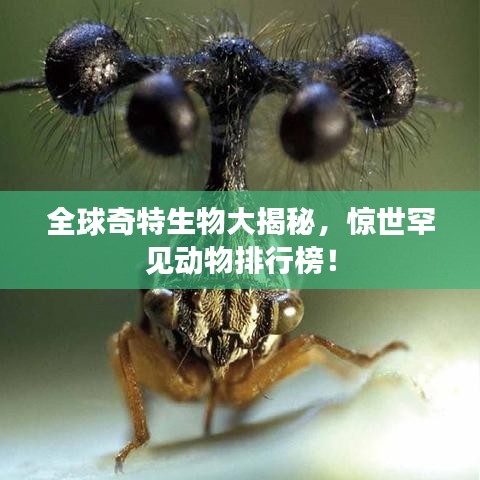 全球奇特生物大揭秘，惊世罕见动物排行榜！