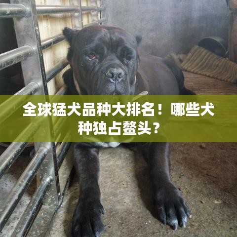 全球猛犬品种大排名！哪些犬种独占鳌头？