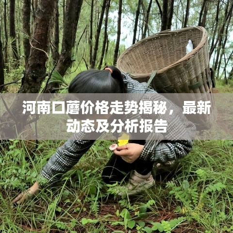 河南口蘑价格走势揭秘，最新动态及分析报告