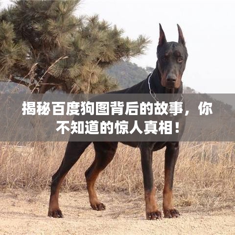揭秘百度狗图背后的故事，你不知道的惊人真相！